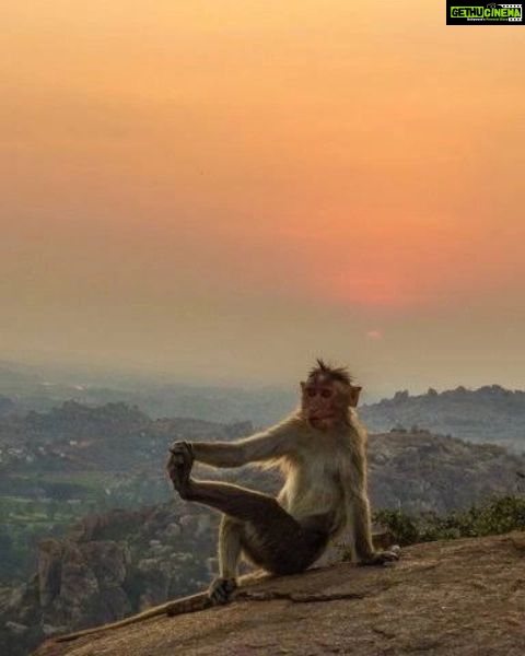 Adah Sharma Instagram - Happy #internationalyogaday 🐒 , , , , , Make your mind flexible and the body will follow (note to self also 😅) #yogaday #100YearsOfAdahSharma #adahsharma