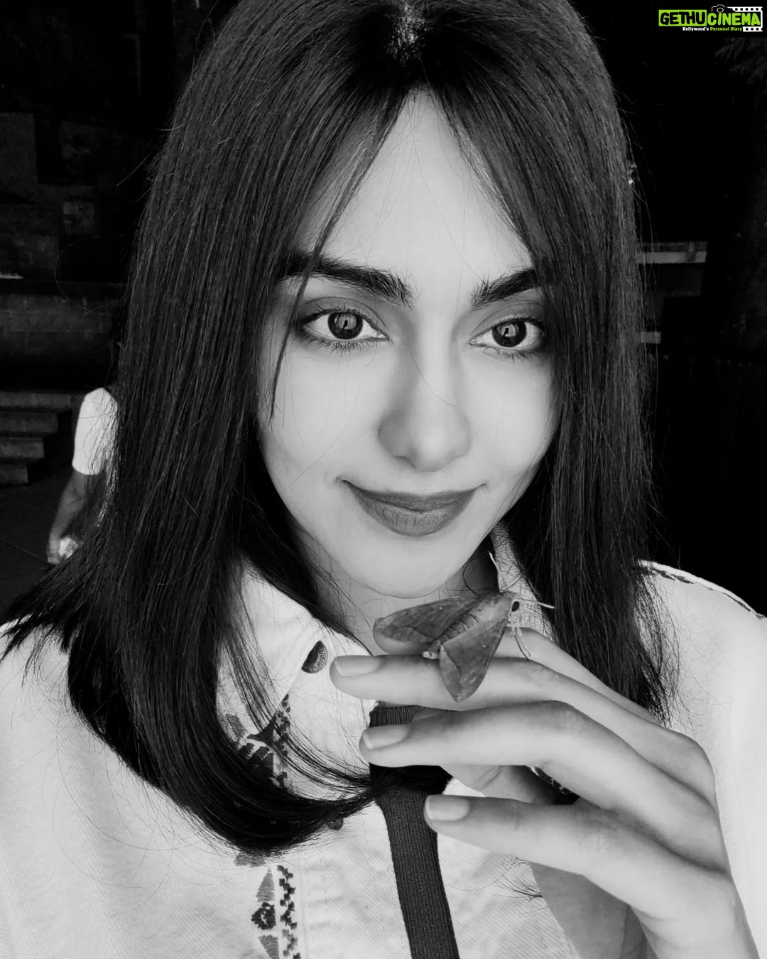 Adah Sharma Instagram - Moth se darr nahi lagta #AdahKaKeeda meet जान 🦋🐛 . . . . #100YearsOfAdahSharma #adahsharma #moths #mothsofinstagram #mothsmatter P.S. swipe to see जान doing this 😛 Also new movie , new look... Jaan isn't part of the film...just came to visit us on set ❤️ . . . . P.S.part 2 : if u photobomb my pics (even if it's a mistake)...