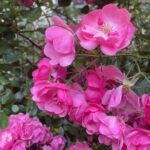 Aditi Chengappa Instagram - Sublime spring 🌷 . . . #roses #rosa #relax #nature #peace #meditate #reels #berlin #deutschland Berlin, Germany
