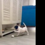 Aishwarya Sakhuja Instagram - Cuteness ki dukaan #dogsofinstagram #doglovers #shichi #reelsinsta #reelsviral #reelsvideo #reelsexplore #reelsmumbai #reelsexplore #dogs #doglove #dogmom
