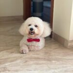 Andrea Jeremiah Instagram – The week that was 💇🏻‍♀️🐶🎤💐💫💕