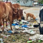 Anupama Parameswaran Instagram - How my “good morning “ look like 😶To all the people who still does this to the planet 🌎 “shame on you” #savetheplanet #saveearth