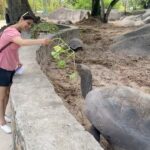 Ashwathy Warrier Instagram - Bonding with these cuties at Praslin Islands 🐢. #turtles #praslin #island #travel #new #experience #feeding #cute #tourism #tourist #holiday #travelblogger #travelgram #wanderlust Praslin, Seychelles