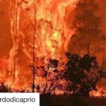 Bhumi Pednekar Instagram - Our home is burning,cause of us 💔 #Repost @leonardodicaprio with @get_repost ・・・ #Regram #RG @aussieark: Officials have issued a warning of "catastrophic fire danger" as firefighters battle over 60 blazes raging across the Australian state of New South Wales, which has caused the tragic loss of lives and livelihoods. There have already been significant harmful impacts to wildlife, with entire ecosystems up in smoke and individual species affected, including around 350 Koalas presumed dead – all before the fires reach their peak. Our hearts go out to the victims of the current fires, which we know have been exacerbated by the decline of native biodiversity. Australia has the worst mammal extinction rate on Earth, and the country is amongst the worst 7 countries worldwide for biodiversity loss. Australian conservation efforts need a radical overhaul. Mitigating the intensity of these fires, mostly set by humans and their activities, can be achieved by restoring our native ecosystem engineers, such as bandicoots, bettongs and potoroos. These species help to maintain healthy forests by continually turning over and breaking down forest leaf litter, thereby drastically reducing fuel load. In their absence, fires are more intense, often reaching the treetops, which can affect populations of species already on the brink, like the Koala. Slow growing and ancient Australian East coast temperate forests are of global significance, as these forests have some of the highest carbon storage on the planet. Fires of this intensity threaten their very existence but managing wildlife to reduce fire intensity and protect forests is underappreciated for its importance in reducing the release of carbon into the atmosphere. Aussie Ark works with Australia’s most threatened and imperiled wildlife, several of which are extinct on the mainland. Native wildlife conservation sanctuaries provide refuge, as well as source populations for rewilding and restoring Australia’s native ecosystems. Our sincere well wishes go out to all those affected by these devastating fires. If you encounter any injured wildlife, please contact your local animal authorities for rescue and rehabilitation