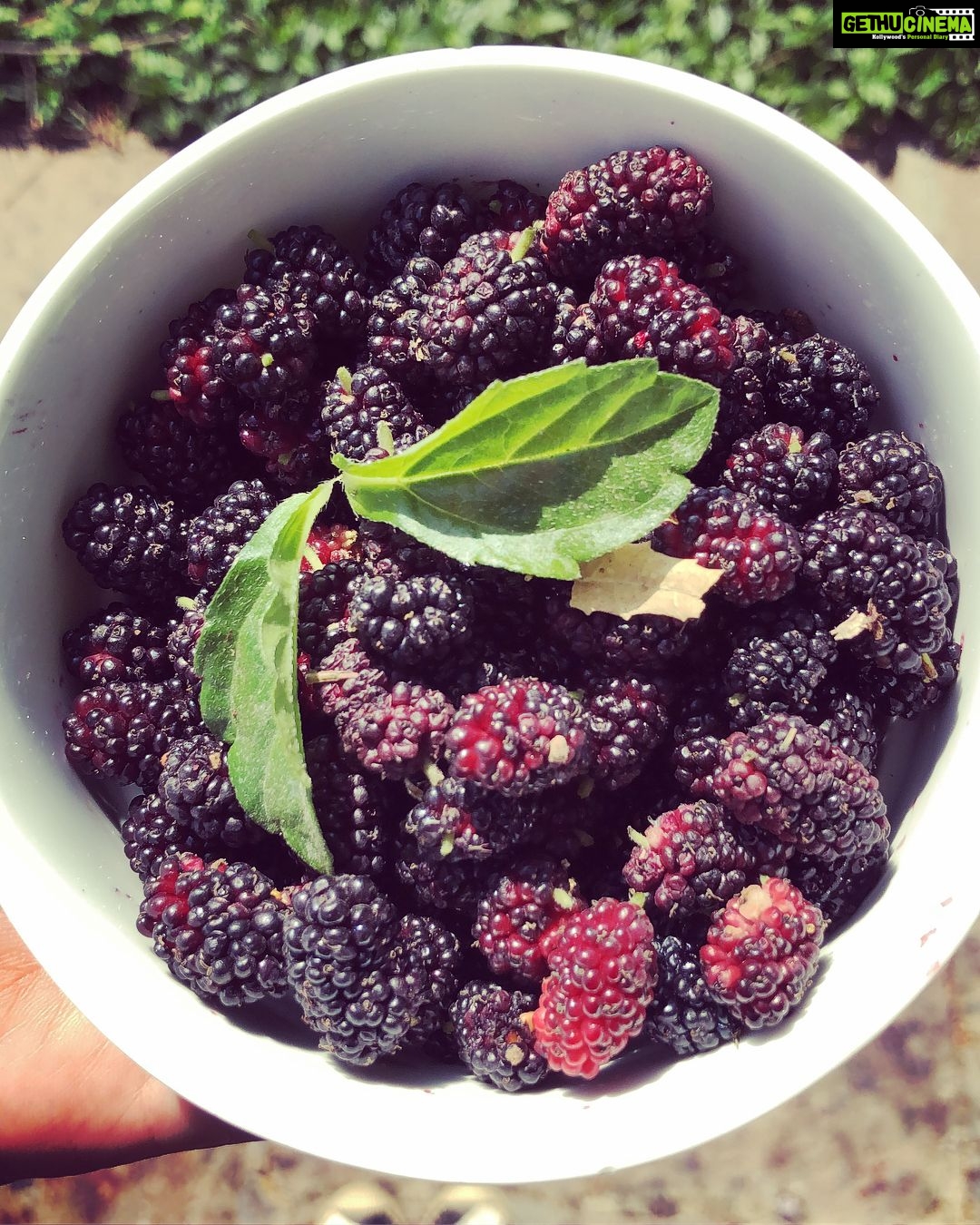 Bhumi Pednekar Instagram - GoodMorning!!! Fruit of my labour ❤️Climb a tree..pluck some Mulberry and Have a fruitful Saturday 😘 #GoodMorning #Saturday #love #nature @makeupwali @nivatesurekha Dholpur