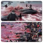Bhumi Pednekar Instagram - This is so shameful.Even after evolving this much,this is where our brains and emotions have taken us. Every year in Denmark there are hundreds of Dolphins killed on a certain day to celebrate an absolutely appalling festival,where killing a Dolphin proves that you are cool and have grown up .Its shocking how we feel empowered by brutally killing other living things. How can we as a species be this cruel,self absorbed and barbaric.We clearly are the most insensitive and stupid species alive.Lets spread this msg and get The people behind this to stop. The Cove-is an academy award winning documentary,that moved and angered me a lot..It is about poaching Dolphins.Which are creatures with high sensitivity and probably closest to humans.They understand and feel emotions and physical pain just like we do.Lets not be the reason for the extinction of another of universes creations ..let's wake up #saveourdolphins