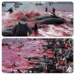 Bhumi Pednekar Instagram – This is so shameful.Even after evolving this much,this is where our brains and emotions have taken us. Every year in Denmark there are hundreds of Dolphins killed on a certain day to celebrate an absolutely appalling festival,where killing a Dolphin proves that you are cool and have grown up .Its shocking how we feel empowered by brutally killing other living things.  How can we as a species be this cruel,self absorbed and barbaric.We clearly  are the most insensitive and stupid species alive.Lets spread this msg and get  The people behind this to stop.
The Cove-is an academy award winning documentary,that moved and angered me a lot..It is about poaching Dolphins.Which are creatures with high sensitivity and probably closest to humans.They understand and feel emotions and physical pain just like we do.Lets not be the reason for the extinction of another of universes creations ..let’s wake up #saveourdolphins