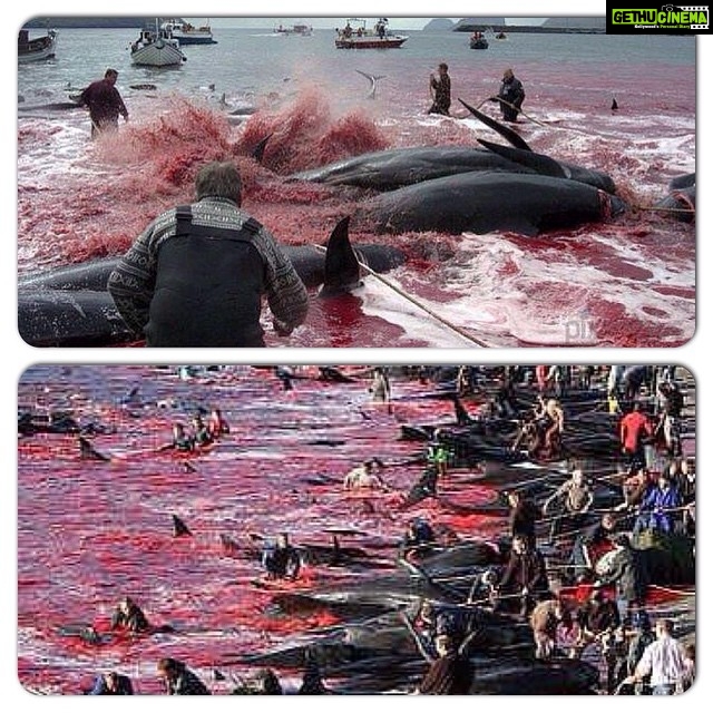 Bhumi Pednekar Instagram - This is so shameful.Even after evolving this much,this is where our brains and emotions have taken us. Every year in Denmark there are hundreds of Dolphins killed on a certain day to celebrate an absolutely appalling festival,where killing a Dolphin proves that you are cool and have grown up .Its shocking how we feel empowered by brutally killing other living things. How can we as a species be this cruel,self absorbed and barbaric.We clearly are the most insensitive and stupid species alive.Lets spread this msg and get The people behind this to stop. The Cove-is an academy award winning documentary,that moved and angered me a lot..It is about poaching Dolphins.Which are creatures with high sensitivity and probably closest to humans.They understand and feel emotions and physical pain just like we do.Lets not be the reason for the extinction of another of universes creations ..let's wake up #saveourdolphins