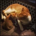 Bhumi Pednekar Instagram - #love#parenthood#feline#animallover#awwmoment