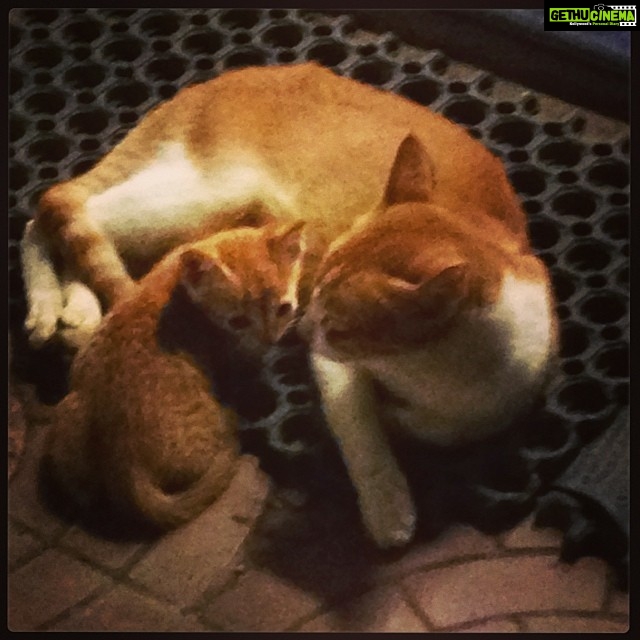 Bhumi Pednekar Instagram - #love#parenthood#feline#animallover#awwmoment