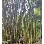 Bhumi Pednekar Instagram – Sharing a dump of pictures that explains my tryst with nature 🌱
Keep scrolling…
#ClimateWarrior
#GenerationRestoration 
#WorldEnviornmentDay
