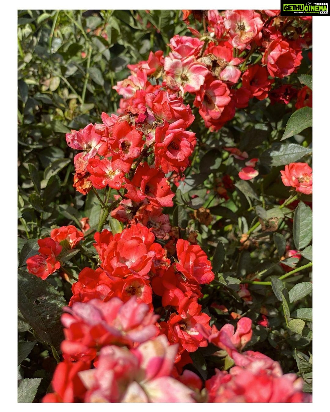 Bhumi Pednekar Instagram - Beauty beyond words 🌷 #WorldEnviornmentDay #ClimateWarrior