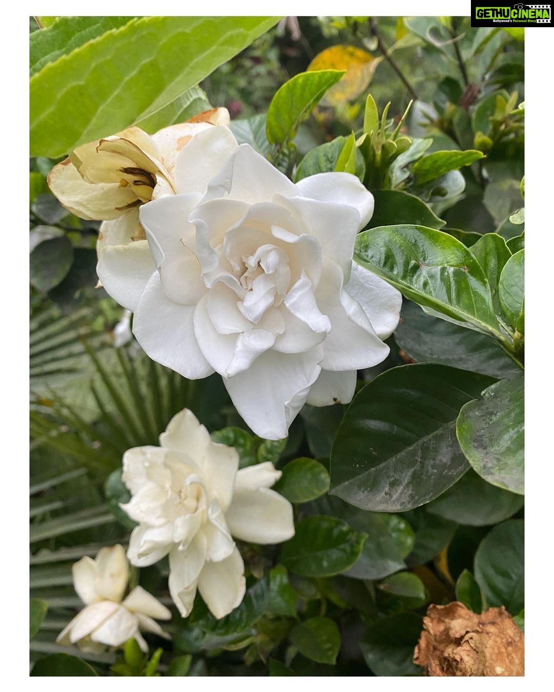 Bhumi Pednekar Instagram - Beauty beyond words 🌷 #WorldEnviornmentDay #ClimateWarrior