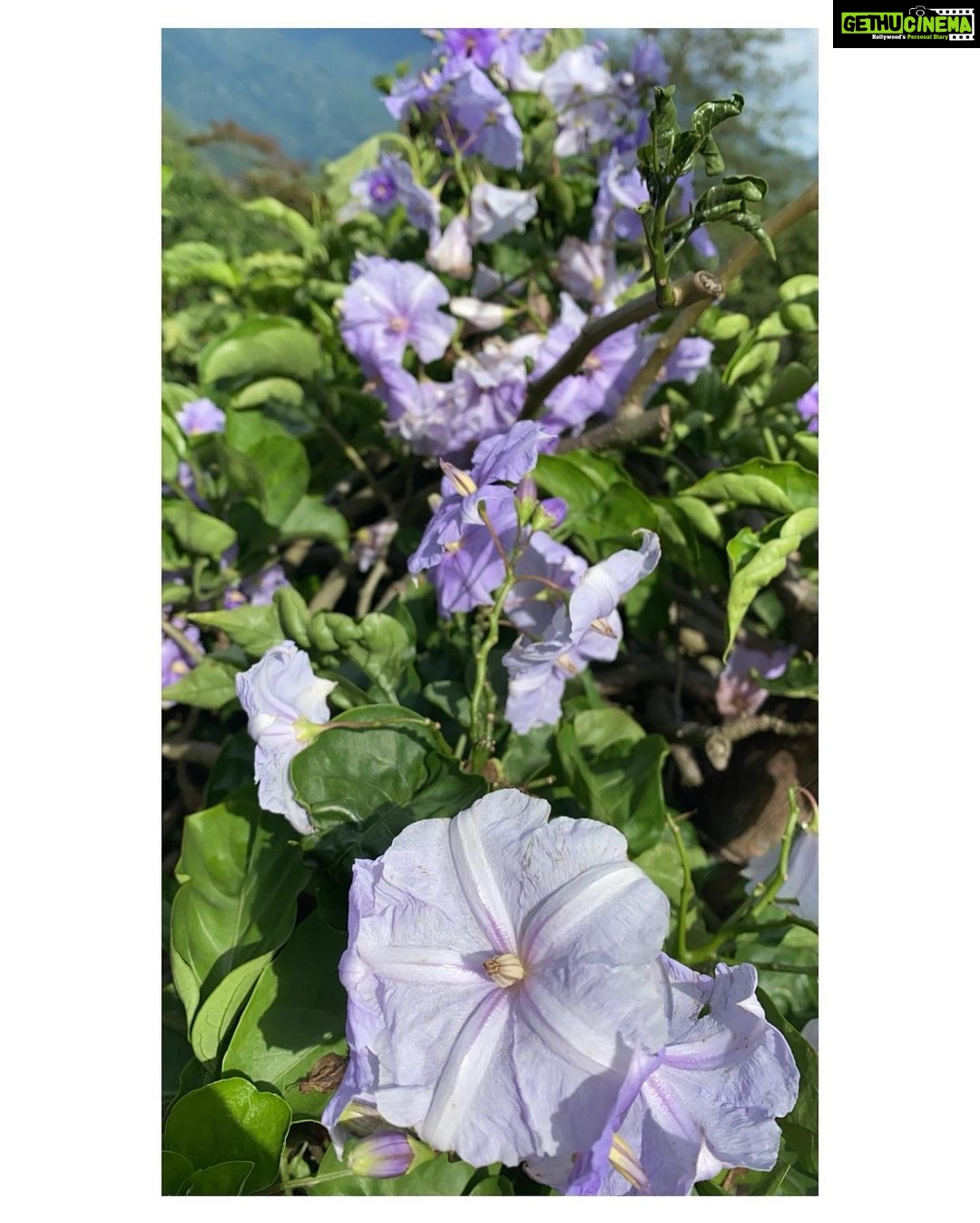 Bhumi Pednekar Instagram - Beauty beyond words 🌷 #WorldEnviornmentDay #ClimateWarrior