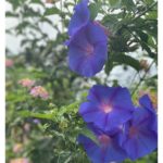 Bhumi Pednekar Instagram – Beauty beyond words 🌷
#WorldEnviornmentDay
#ClimateWarrior