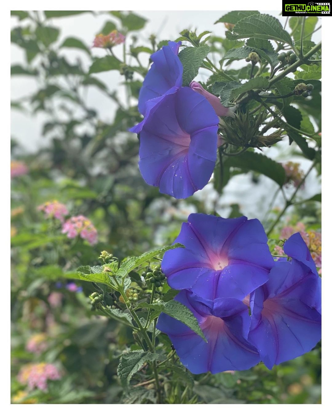 Bhumi Pednekar Instagram - Beauty beyond words 🌷 #WorldEnviornmentDay #ClimateWarrior