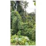 Bhumi Pednekar Instagram - We did a pilgrimage in our village called Pedne. The pilgrimage is made up of 3 temples - Mauli Devi,Bhagwati Devi & Ravlnath Temple all are around 300 to 400 years old. The Pednekar’s, our earliest written record is in the books of the Ravlnath temple from the year 1902. The temples are full of stories,surrounded by medicinal streams of water and tons of energy to heal. Every trip back there teaches us so much...Grateful for our culturally enriched lineage. Peace,Strength and Joy #PednekarFromPedne #Gratitude