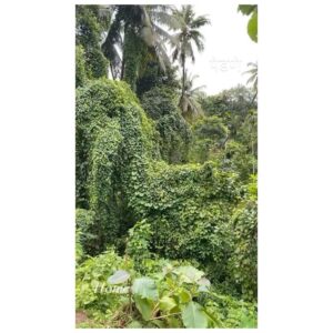 Bhumi Pednekar Instagram - We did a pilgrimage in our village called Pedne. The pilgrimage is made up of 3 temples - Mauli Devi,Bhagwati Devi & Ravlnath Temple all are around 300 to 400 years old. The Pednekar’s, our earliest written record is in the books of the Ravlnath temple from the year 1902. The temples are full of stories,surrounded by medicinal streams of water and tons of energy to heal. Every trip back there teaches us so much...Grateful for our culturally enriched lineage. Peace,Strength and Joy #PednekarFromPedne #Gratitude
