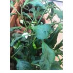 Bhumi Pednekar Instagram - After months of tender love & care,we present to you #PednekarKePed 🌱 #homegrown #GharKiKheti #sustainableliving The Pednekar's