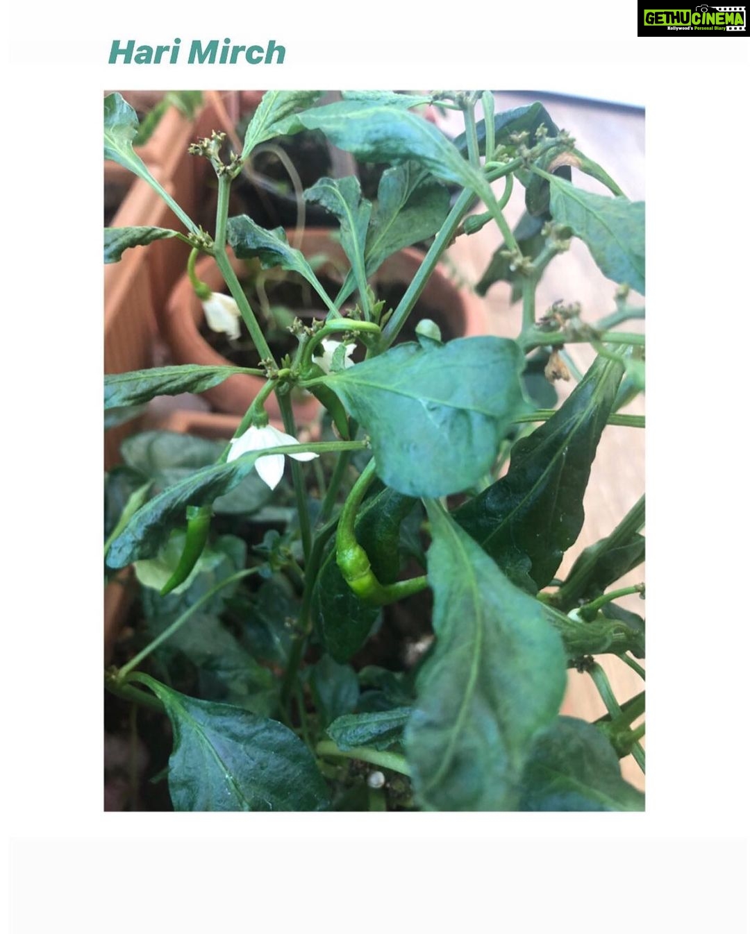 Bhumi Pednekar Instagram - After months of tender love & care,we present to you #PednekarKePed 🌱 #homegrown #GharKiKheti #sustainableliving The Pednekar's