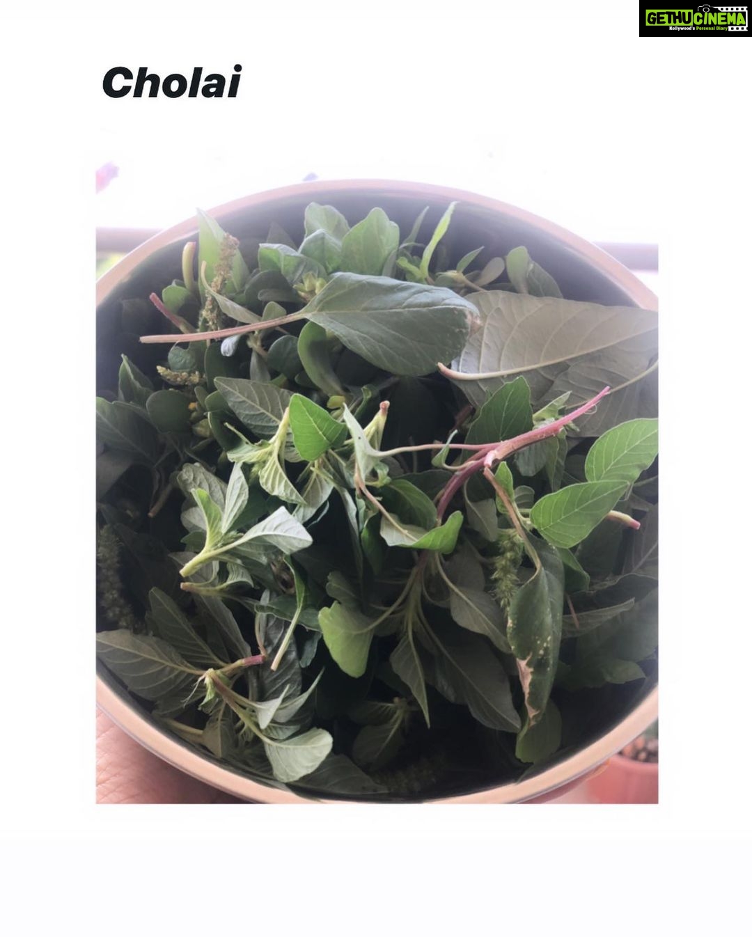 Bhumi Pednekar Instagram - After months of tender love & care,we present to you #PednekarKePed 🌱 #homegrown #GharKiKheti #sustainableliving The Pednekar's