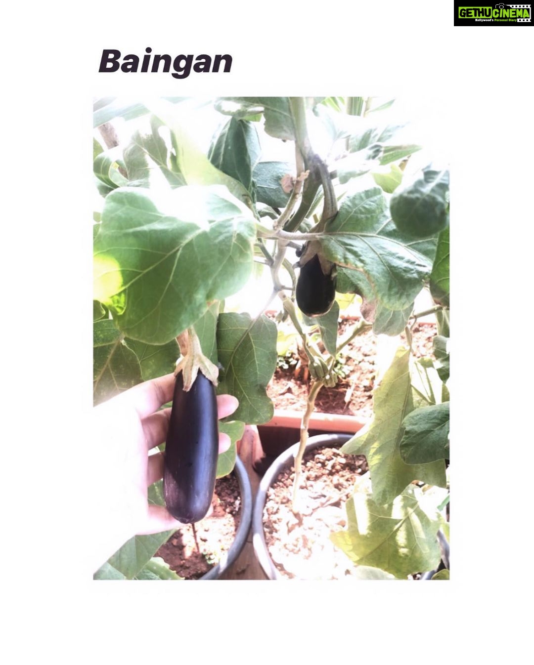 Bhumi Pednekar Instagram - After months of tender love & care,we present to you #PednekarKePed 🌱 #homegrown #GharKiKheti #sustainableliving The Pednekar's