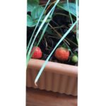 Bhumi Pednekar Instagram - After months of tender love & care,we present to you #PednekarKePed 🌱 #homegrown #GharKiKheti #sustainableliving The Pednekar's