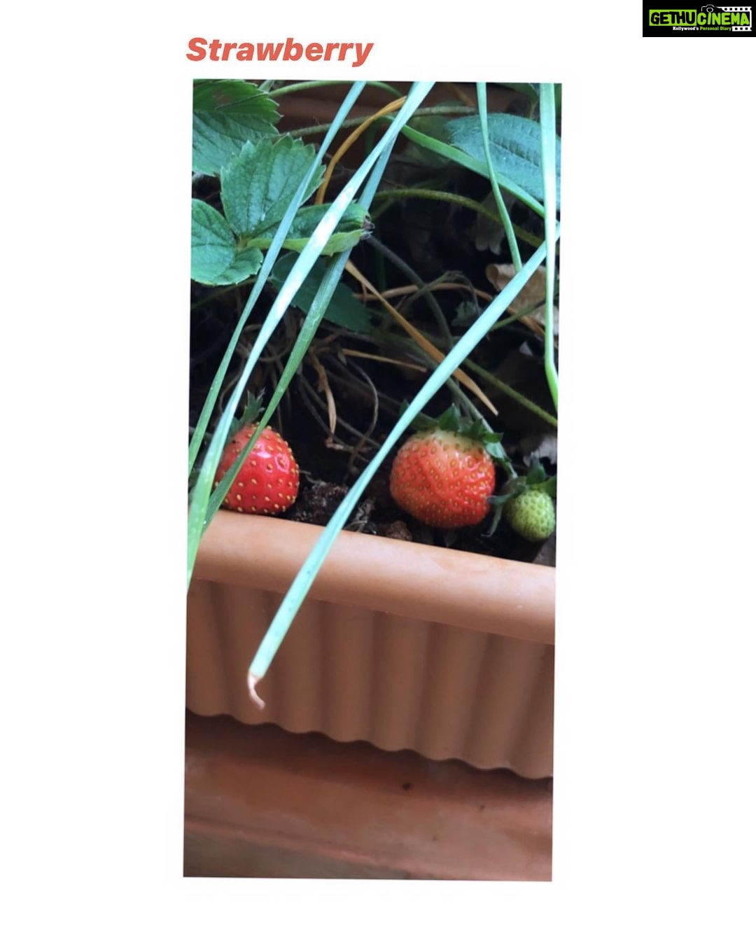 Bhumi Pednekar Instagram - After months of tender love & care,we present to you #PednekarKePed 🌱 #homegrown #GharKiKheti #sustainableliving The Pednekar's