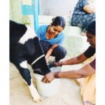 Chaitra Reddy Instagram - How much I enjoyed being at my native after a very long time 🥰 thank you universe for these holidays ❤️#quarantinelife #calf#feedingtime
