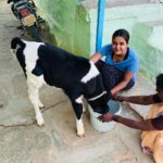 Chaitra Reddy Instagram - How much I enjoyed being at my native after a very long time 🥰 thank you universe for these holidays ❤️#quarantinelife #calf#feedingtime