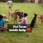 Daisy Shah Instagram - Paradise for Dog lovers 🤩 @shahdaisy visits a charity pet farm that suffered losses during covid pandemic to promote them 👏 the farm has a total of 200 animals #DaisyShah