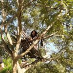 Darshana Rajendran Instagram - #repost @farm_gracelandecowarriors __ Little D up on a tree. @darshanarajendran . . . #trees #climbingtrees #machan #treemachan #treetops #treehouse #farmlife #girlsoutdoors #theoutdoorlife #farmstay #southindiatravel #southindiafarms #indiatravel #farmhouse #lifeoutdoors #indiafarms #gooseberrytrees #amlatrees