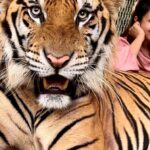 Divyanka Tripathi Instagram - An experience so surreal! My existence was like that of a tiny fly in comparison to this majestic being. Tigers sure did teach me a lot that day - -Calmness can't be mistaken for weakness. -When you know you have power you needn't roar often, your silence can be deadly enough. -Just sit back and observe, not everything needs a reaction. This well-protected big cat lives with its family and has been in contact with humans ever since it's childhood, so thankfully it's first instinct wasn't to eat me up. 😅 Hence, -You are more powerful than you think and others dread the day you realize it! Also, in KKK it was my deep desire to be a part of lion stunt. Here, got a feel of it. #TigerEncounter #Tigerattitude #MyFavouriteAnimal #LoveBigCats (PS: The tiger has bruises because of its fights with fellow cats. I felt one was a bully👿. I've put stories of them last night if you want to see & I don't support animal cruelty and they weren't being ill-treated is what I witnessed. I've seen a sedated animal farm and I never posted about it...This wasn't like it. Also remember, you enjoy their stunts on TV...Watch them in films too. Remember the tiger in Hang-over? So relax. Don't open an advisory on an individual's reel please. Channelise this energy in the right direction. Yes, raise voice and address actual rackets.)