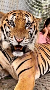 Divyanka Tripathi Instagram - An experience so surreal! My existence was like that of a tiny fly in comparison to this majestic being. Tigers sure did teach me a lot that day - -Calmness can't be mistaken for weakness. -When you know you have power you needn't roar often, your silence can be deadly enough. -Just sit back and observe, not everything needs a reaction. This well-protected big cat lives with its family and has been in contact with humans ever since it's childhood, so thankfully it's first instinct wasn't to eat me up. 😅 Hence, -You are more powerful than you think and others dread the day you realize it! Also, in KKK it was my deep desire to be a part of lion stunt. Here, got a feel of it. #TigerEncounter #Tigerattitude #MyFavouriteAnimal #LoveBigCats (PS: The tiger has bruises because of its fights with fellow cats. I felt one was a bully👿. I've put stories of them last night if you want to see & I don't support animal cruelty and they weren't being ill-treated is what I witnessed. I've seen a sedated animal farm and I never posted about it...This wasn't like it. Also remember, you enjoy their stunts on TV...Watch them in films too. Remember the tiger in Hang-over? So relax. Don't open an advisory on an individual's reel please. Channelise this energy in the right direction. Yes, raise voice and address actual rackets.)