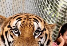 Divyanka Tripathi Instagram - An experience so surreal! My existence was like that of a tiny fly in comparison to this majestic being. Tigers sure did teach me a lot that day - -Calmness can't be mistaken for weakness. -When you know you have power you needn't roar often, your silence can be deadly enough. -Just sit back and observe, not everything needs a reaction. This well-protected big cat lives with its family and has been in contact with humans ever since it's childhood, so thankfully it's first instinct wasn't to eat me up. 😅 Hence, -You are more powerful than you think and others dread the day you realize it! Also, in KKK it was my deep desire to be a part of lion stunt. Here, got a feel of it. #TigerEncounter #Tigerattitude #MyFavouriteAnimal #LoveBigCats (PS: The tiger has bruises because of its fights with fellow cats. I felt one was a bully👿. I've put stories of them last night if you want to see & I don't support animal cruelty and they weren't being ill-treated is what I witnessed. I've seen a sedated animal farm and I never posted about it...This wasn't like it. Also remember, you enjoy their stunts on TV...Watch them in films too. Remember the tiger in Hang-over? So relax. Don't open an advisory on an individual's reel please. Channelise this energy in the right direction. Yes, raise voice and address actual rackets.)