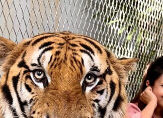 Divyanka Tripathi Instagram - An experience so surreal! My existence was like that of a tiny fly in comparison to this majestic being. Tigers sure did teach me a lot that day - -Calmness can't be mistaken for weakness. -When you know you have power you needn't roar often, your silence can be deadly enough. -Just sit back and observe, not everything needs a reaction. This well-protected big cat lives with its family and has been in contact with humans ever since it's childhood, so thankfully it's first instinct wasn't to eat me up. 😅 Hence, -You are more powerful than you think and others dread the day you realize it! Also, in KKK it was my deep desire to be a part of lion stunt. Here, got a feel of it. #TigerEncounter #Tigerattitude #MyFavouriteAnimal #LoveBigCats (PS: The tiger has bruises because of its fights with fellow cats. I felt one was a bully👿. I've put stories of them last night if you want to see & I don't support animal cruelty and they weren't being ill-treated is what I witnessed. I've seen a sedated animal farm and I never posted about it...This wasn't like it. Also remember, you enjoy their stunts on TV...Watch them in films too. Remember the tiger in Hang-over? So relax. Don't open an advisory on an individual's reel please. Channelise this energy in the right direction. Yes, raise voice and address actual rackets.)