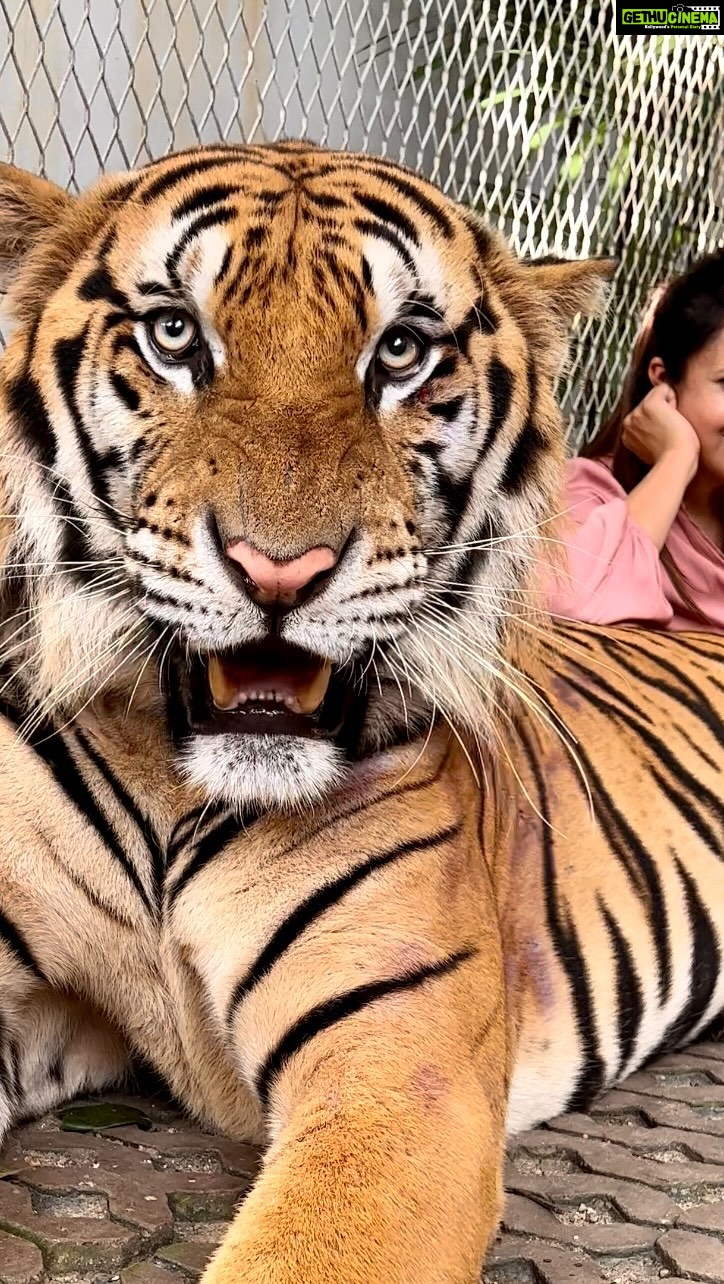 Divyanka Tripathi Instagram - An experience so surreal! My existence was like that of a tiny fly in comparison to this majestic being. Tigers sure did teach me a lot that day - -Calmness can't be mistaken for weakness. -When you know you have power you needn't roar often, your silence can be deadly enough. -Just sit back and observe, not everything needs a reaction. This well-protected big cat lives with its family and has been in contact with humans ever since it's childhood, so thankfully it's first instinct wasn't to eat me up. 😅 Hence, -You are more powerful than you think and others dread the day you realize it! Also, in KKK it was my deep desire to be a part of lion stunt. Here, got a feel of it. #TigerEncounter #Tigerattitude #MyFavouriteAnimal #LoveBigCats (PS: The tiger has bruises because of its fights with fellow cats. I felt one was a bully👿. I've put stories of them last night if you want to see & I don't support animal cruelty and they weren't being ill-treated is what I witnessed. I've seen a sedated animal farm and I never posted about it...This wasn't like it. Also remember, you enjoy their stunts on TV...Watch them in films too. Remember the tiger in Hang-over? So relax. Don't open an advisory on an individual's reel please. Channelise this energy in the right direction. Yes, raise voice and address actual rackets.)