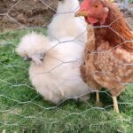 Evelyn Sharma Instagram - So what’s up with the rumours that the chicken is a descendant of the T-Rex dinosaur? 🦖🤔🐓 #chickenreels #arechickensdinosaurs #trexchicken #randomquestion #chickentrivia