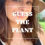 Evelyn Sharma Instagram - GUESS THE PLANT 🌱 Do you know this delicious herb most often used in Italian cuisine? Mmmh 🤤 I can never have enough of it freshly chopped on my pizza! #guesstheplant #gardening #plantlove #freshherbs #evelynsharma #mygarden