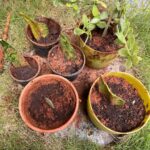 Ishika Singh Instagram – DIRTY HANDS HAPPY HEART ❤️ Tried propagation through cuttings …I don’t know if I will be successful or not but felt good getting my hands dirty and my little one  becomes my helping hands by playing with water and creating mess@lolz #garden #gardening #gardenlove #gardenlovers #gardener #gardenplants #gardenplants #gardener #homegardening #gardenlove #homegarden #propagationsucculents #propagationplants #cuttingplants #plantlove #snakeplantpropagation #snakeplant #dnakeplant #snakeplants #indoorplants #plantsdecor #plantlove #plantlife #plantaddict #gardenaddict #hobby #hobbyhobby #meditation #plantsforpeace #gardeningproblems #handsdirty #dirtyhandshappyheart