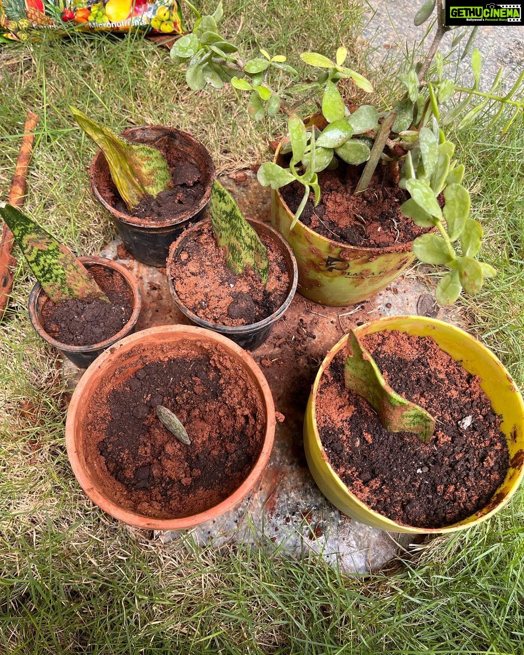Ishika Singh Instagram - DIRTY HANDS HAPPY HEART ❤️ Tried propagation through cuttings …I don’t know if I will be successful or not but felt good getting my hands dirty and my little one becomes my helping hands by playing with water and creating mess@lolz #garden #gardening #gardenlove #gardenlovers #gardener #gardenplants #gardenplants #gardener #homegardening #gardenlove #homegarden #propagationsucculents #propagationplants #cuttingplants #plantlove #snakeplantpropagation #snakeplant #dnakeplant #snakeplants #indoorplants #plantsdecor #plantlove #plantlife #plantaddict #gardenaddict #hobby #hobbyhobby #meditation #plantsforpeace #gardeningproblems #handsdirty #dirtyhandshappyheart