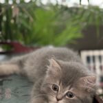 Lisa Ray Instagram - Tiny paws and whiskers. No more scrolling through kitten videos. We welcome the divine feline back in our midst. #scottishstraight #plutoraydehni