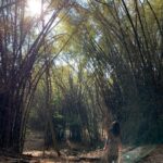 Malavika Mohanan Instagram - Forest lover 🍃♥️ Masinigudi, Tamil Nadu, India
