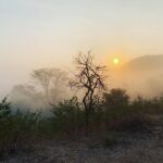 Malavika Mohanan Instagram - Bandipur 💔 . . Such a devastating loss of forest land and forest life.