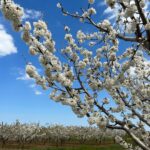 Malavika Mohanan Instagram – Saw a beautiful farm of almond trees in full bloom & ran around gushing over how pretty the flowers were 🥰 🌸 

@thejodilife I always feel so happy in yours designs! Homegrown brands for the win always 🤍