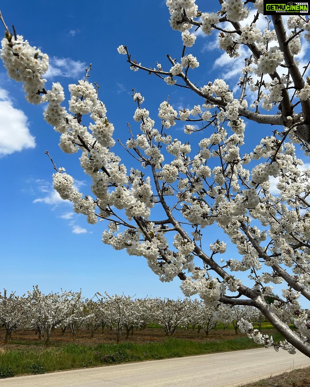 Malavika Mohanan Instagram - Saw a beautiful farm of almond trees in full bloom & ran around gushing over how pretty the flowers were 🥰 🌸 @thejodilife I always feel so happy in yours designs! Homegrown brands for the win always 🤍