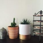 Malavika Mohanan Instagram – Sprucing up room corners 🌵🔅