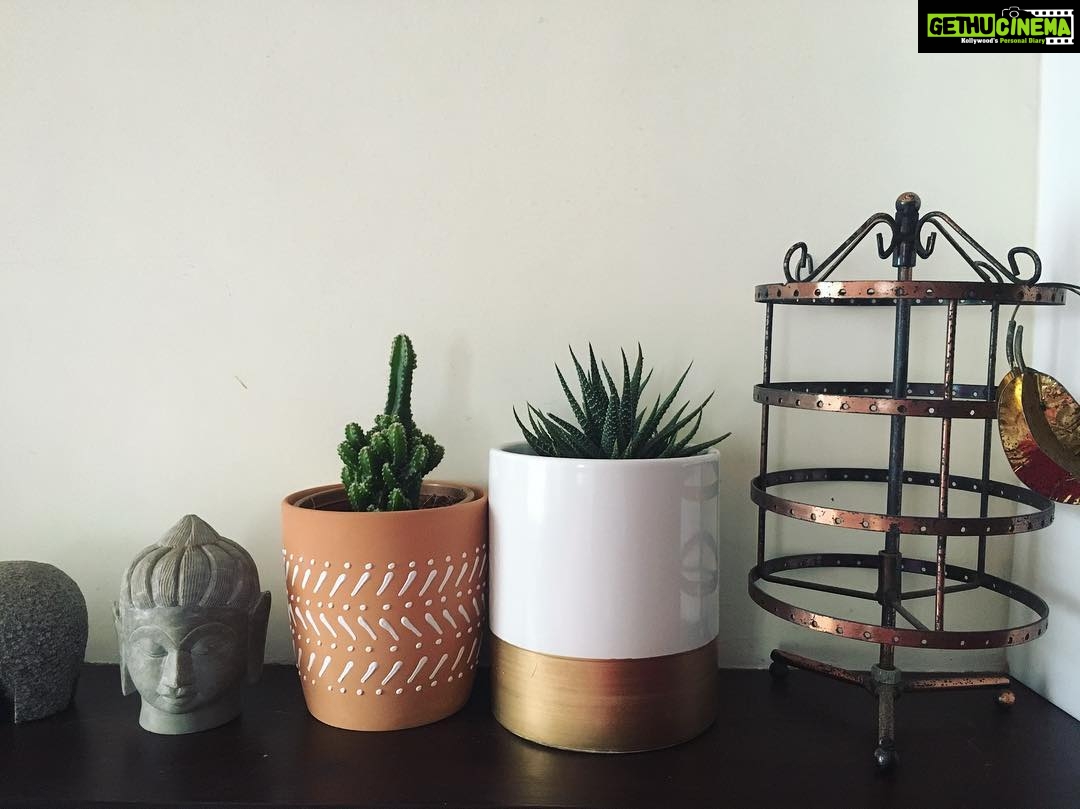 Malavika Mohanan Instagram - Sprucing up room corners 🌵🔅