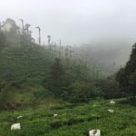 Malavika Mohanan Instagram - Tea estates & mist ☕️