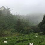 Malavika Mohanan Instagram – Tea estates & mist ☕️